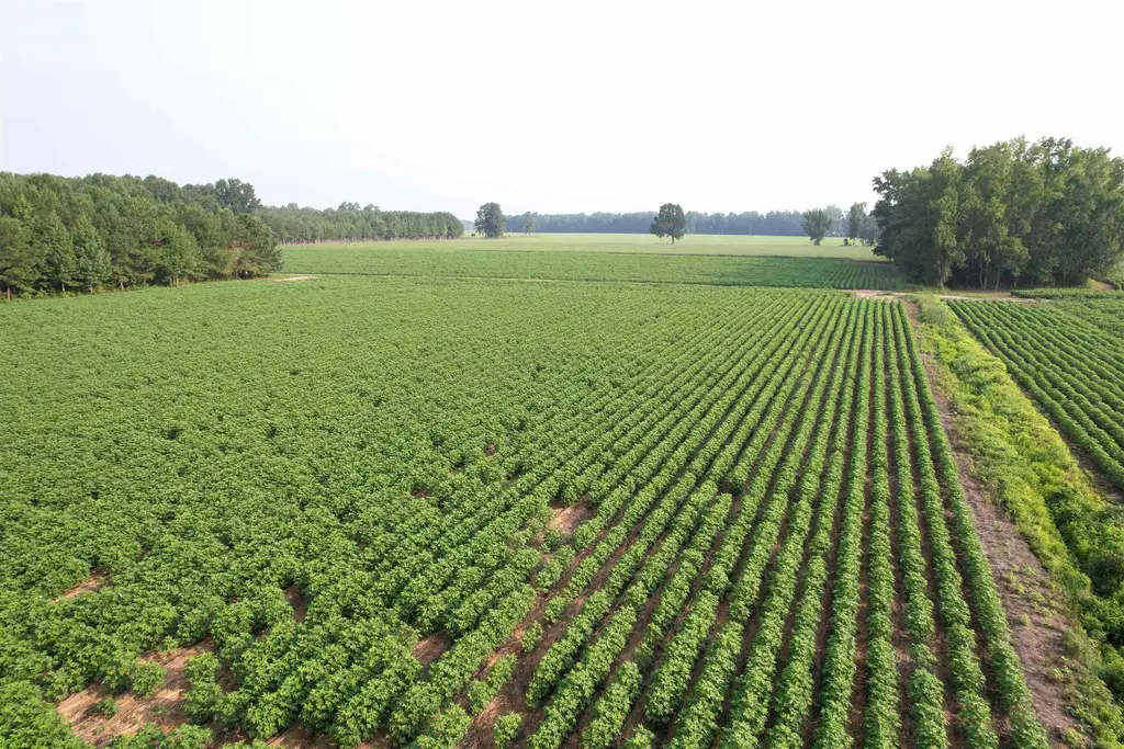 81.30 Acres - Blackberry Rd., Johnsonville