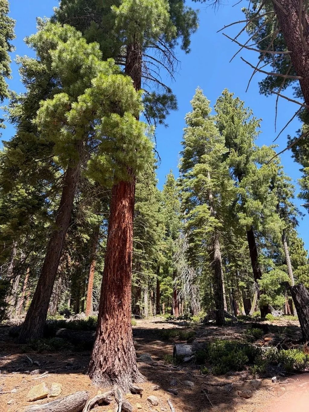 1390 Kings Vista Court, Tahoe Vista