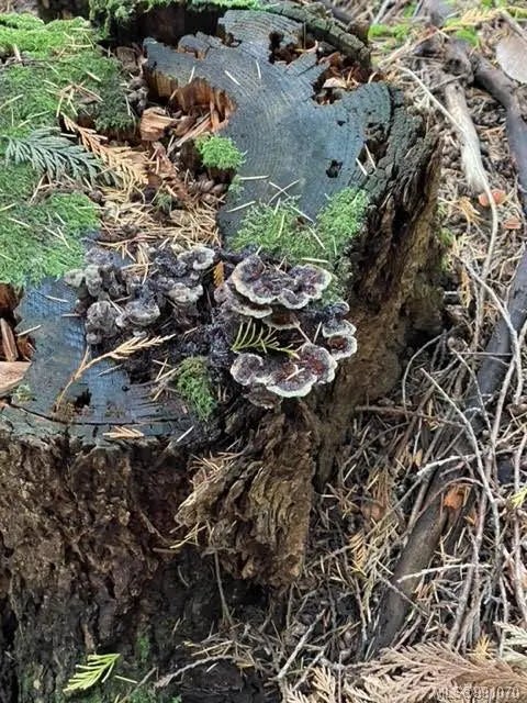 3 of 63 - 1840 Seymour Rd, Gabriola Island, BC