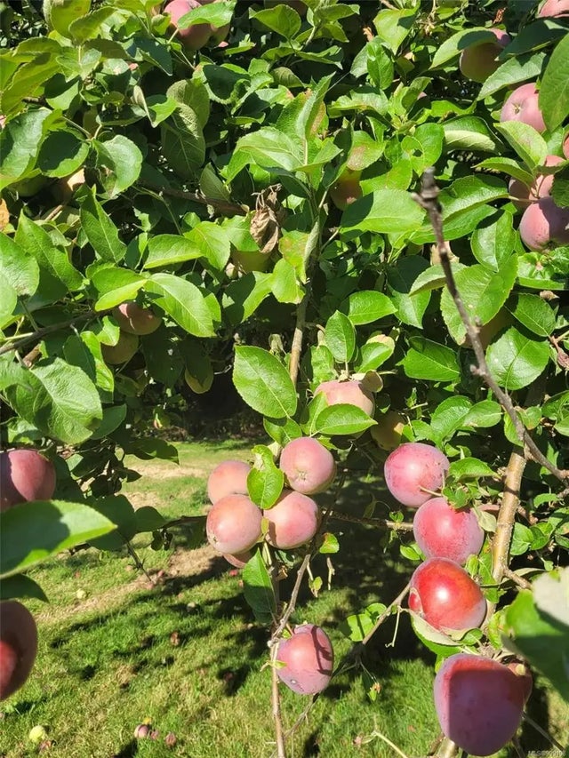 4 of 54 - 1393 Nelson Rd, Cowichan Bay, BC