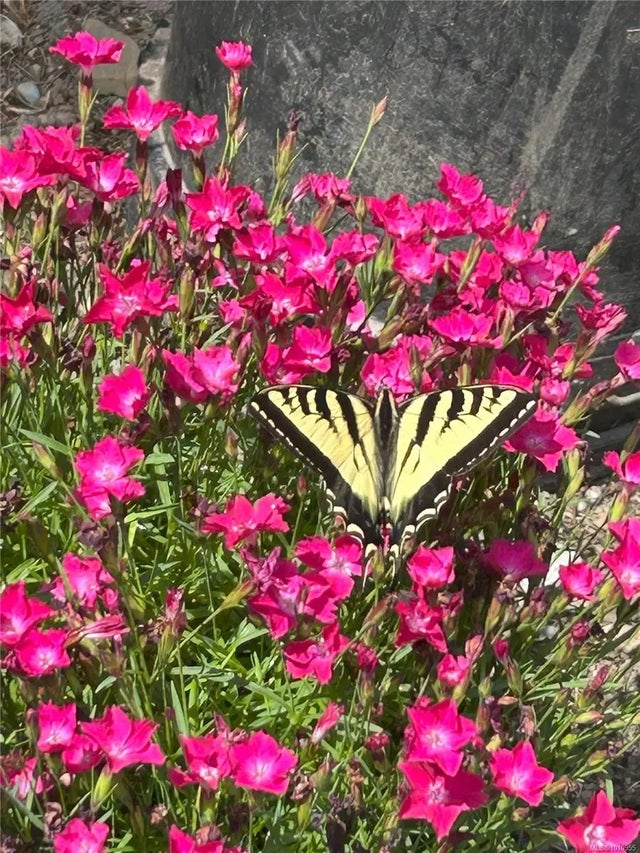 4 of 63 - 2703 Brigadoon Cres, Pender Island, BC