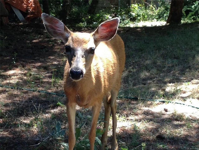 5 of 63 - 2703 Brigadoon Cres, Pender Island, BC