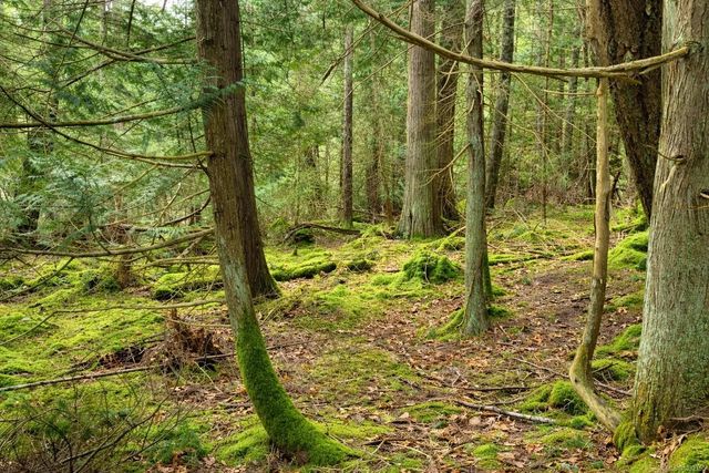3 of 7 - Lot 88 Sockeye Dr, Mudge Island, BC