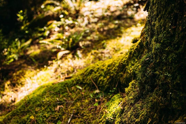 2 of 10 - Lt 14 Sitka Grove, Gabriola Island, BC