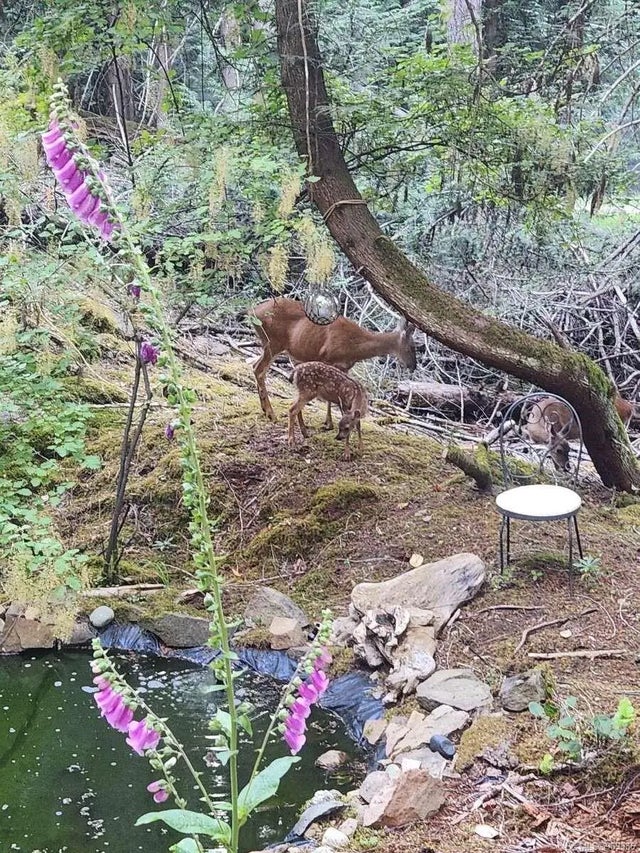 5 of 17 - 274 Sockeye Dr, Mudge Island, BC