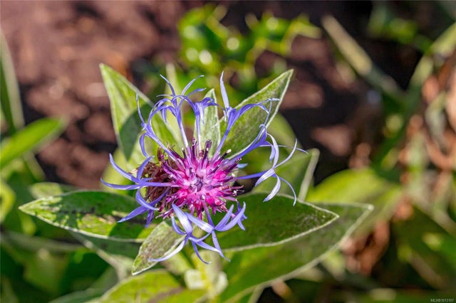 3 of 44 - 2044 Winmeadow Pl, Sidney, BC