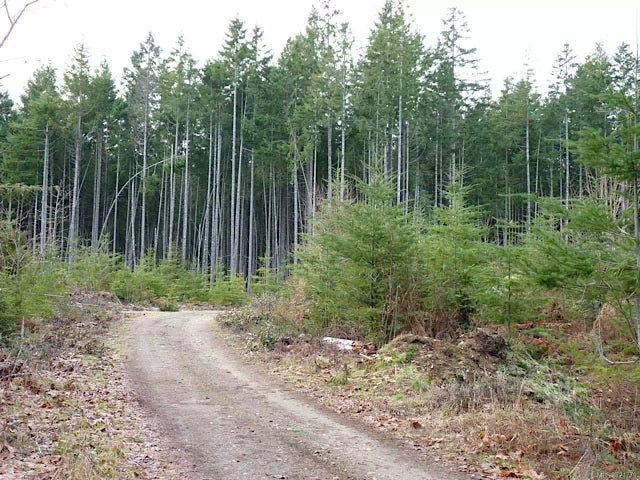 5 of 11 - Lt 159 Middlegate Rd, Errington, BC