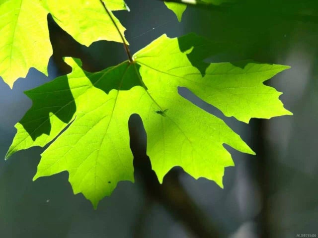 1 of 6 - Lt 9 Pratt Rd, Coombs, BC