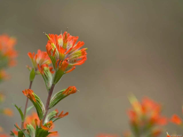 2 of 6 - Lt 9 Pratt Rd, Coombs, BC