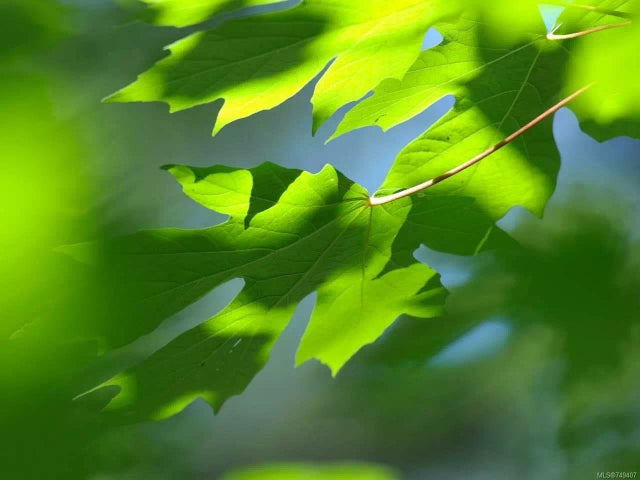 1 of 6 - Lt 8 Pratt Rd, Coombs, BC