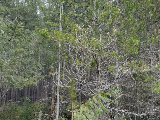 3 of 6 - Lt B Dobson Rd, Errington, BC