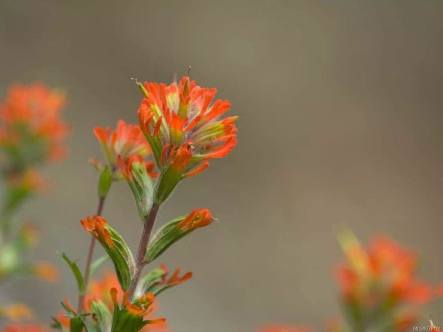 2 of 5 - Lt 13 Pratt Rd, Coombs, BC