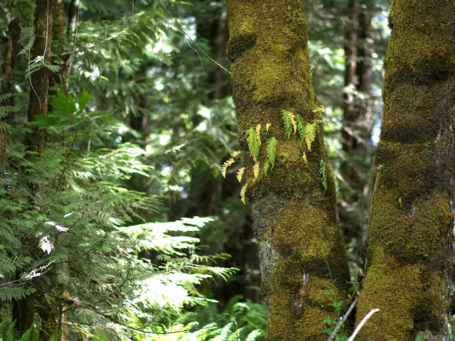 4 of 7 - Lt 12 Pratt Rd, Coombs, BC