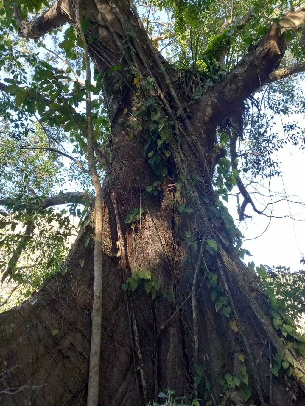 S/n Camino Las Calabazas Lote Higuera, Riviera Nayarit