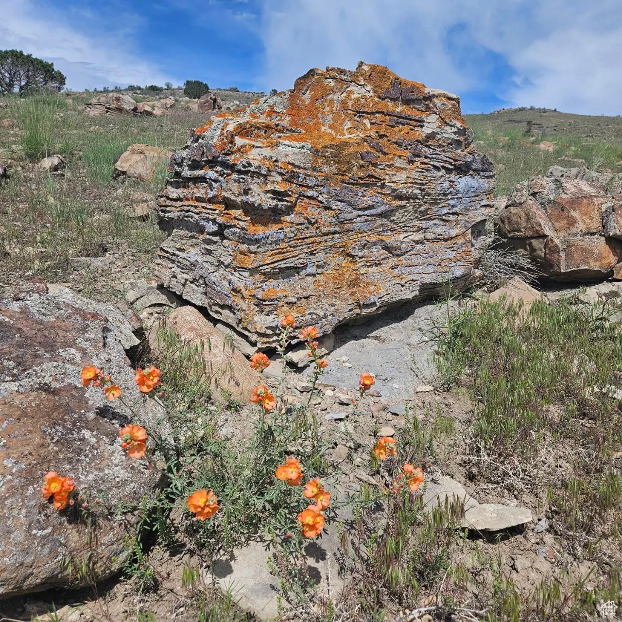 Photo of Listing #2062044