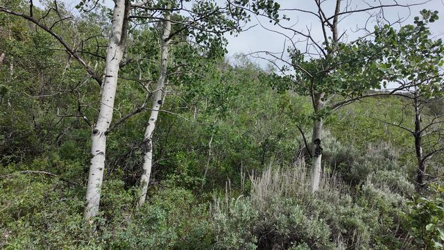 4060 Wildlife Way 443, Kamas