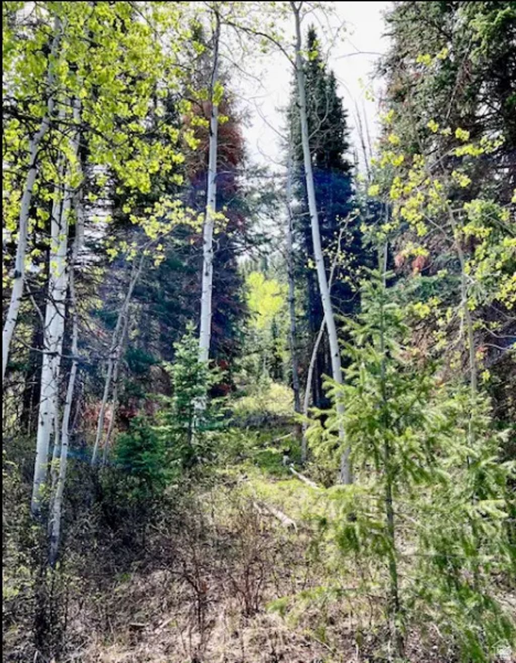 550 Red Fir Way, Oakley