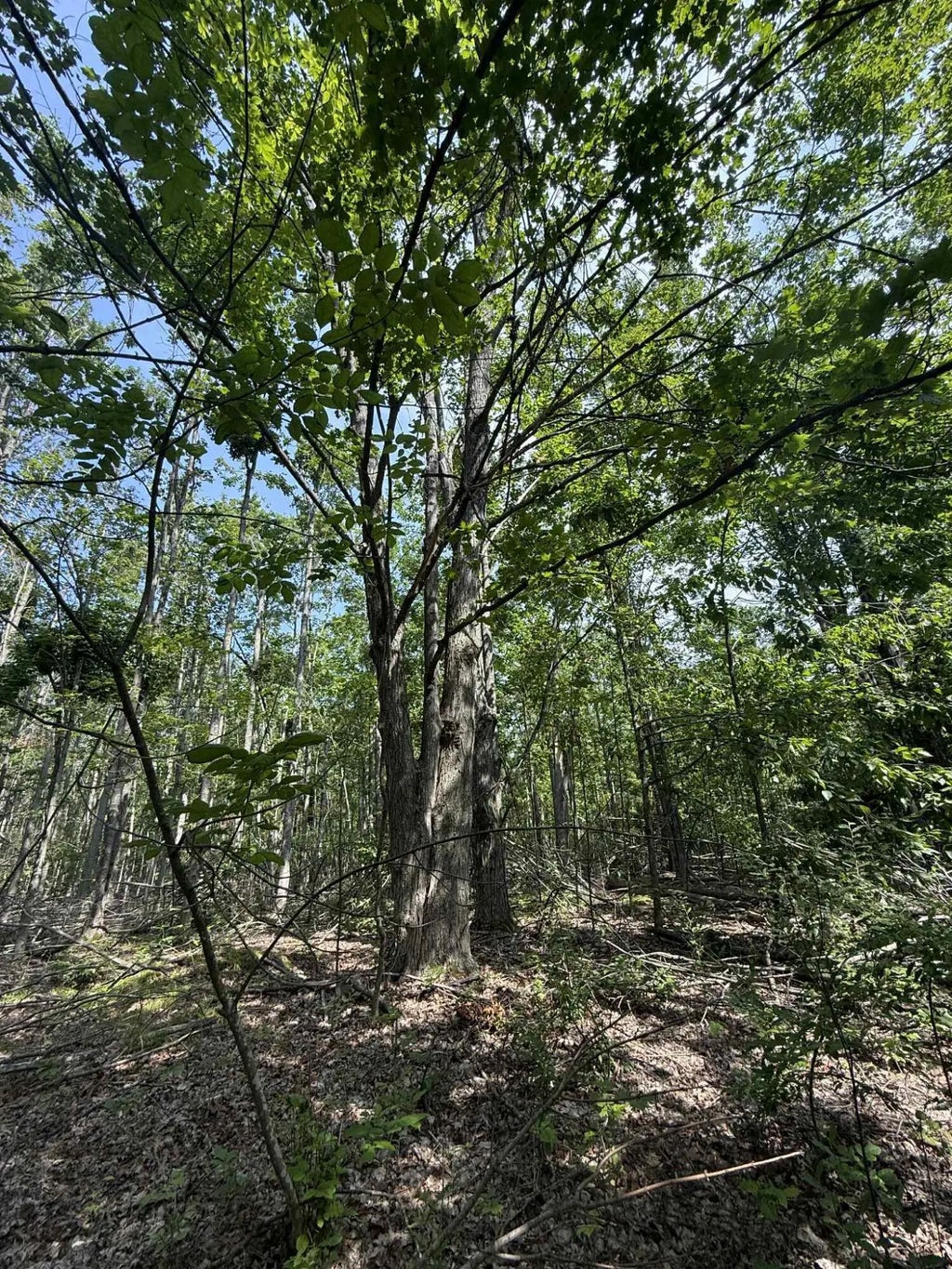 Nhn Farrier Road 20 Acres, Hillman