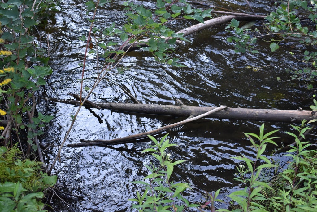 8993 S Straits Highway Parcels B And C, Wolverine