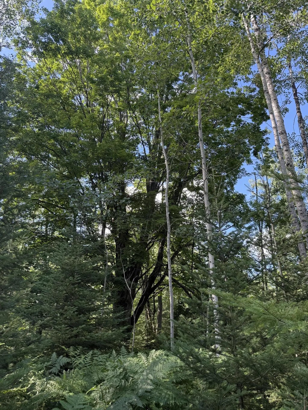 80 Ac Herron Road 80 Acres, Alpena