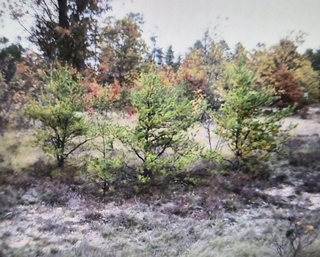 Lot 2 Northwood Drive, Grayling
