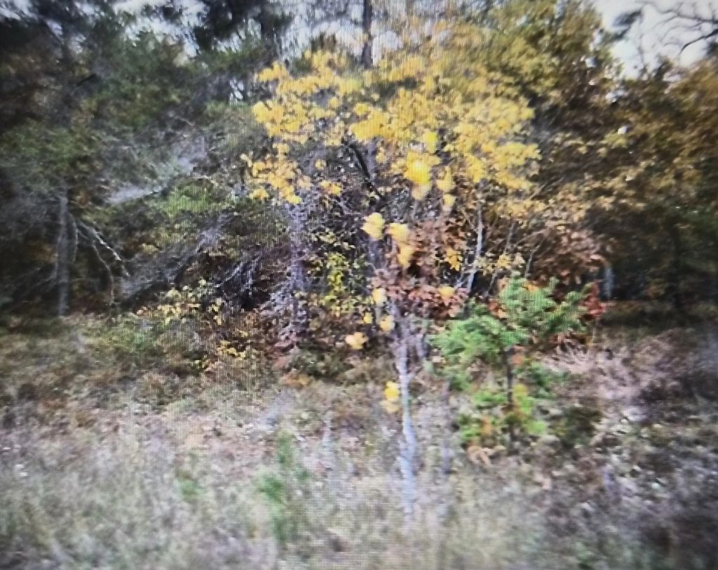 Lot 33 Northwood Drive, Grayling