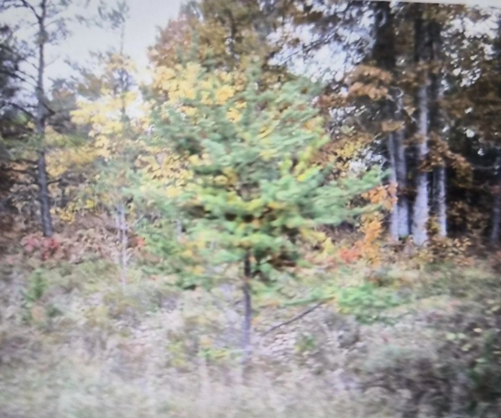 Lot 36 Northwood Drive, Grayling