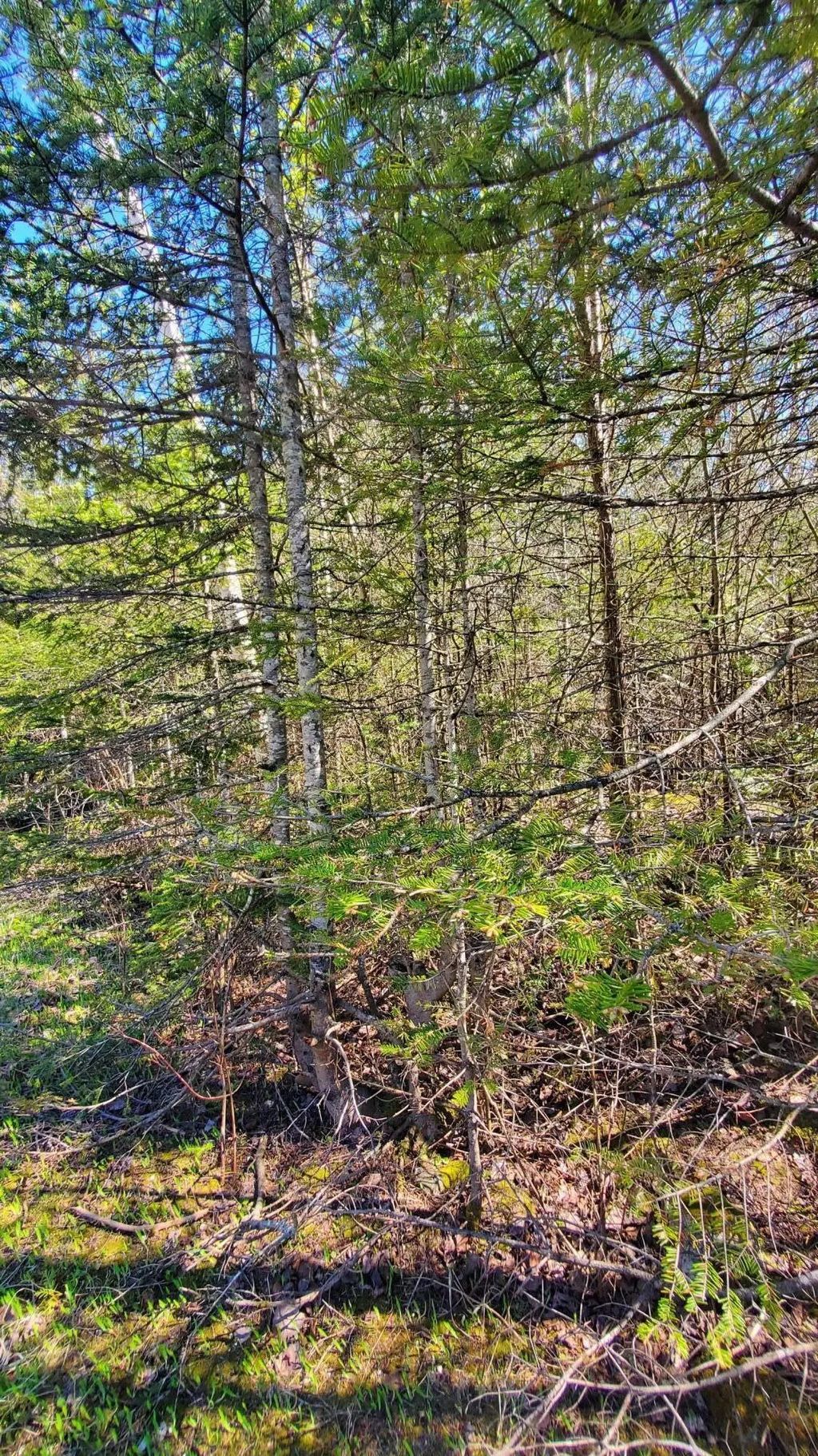 Lot 292 Bay View Drive, Presque Isle