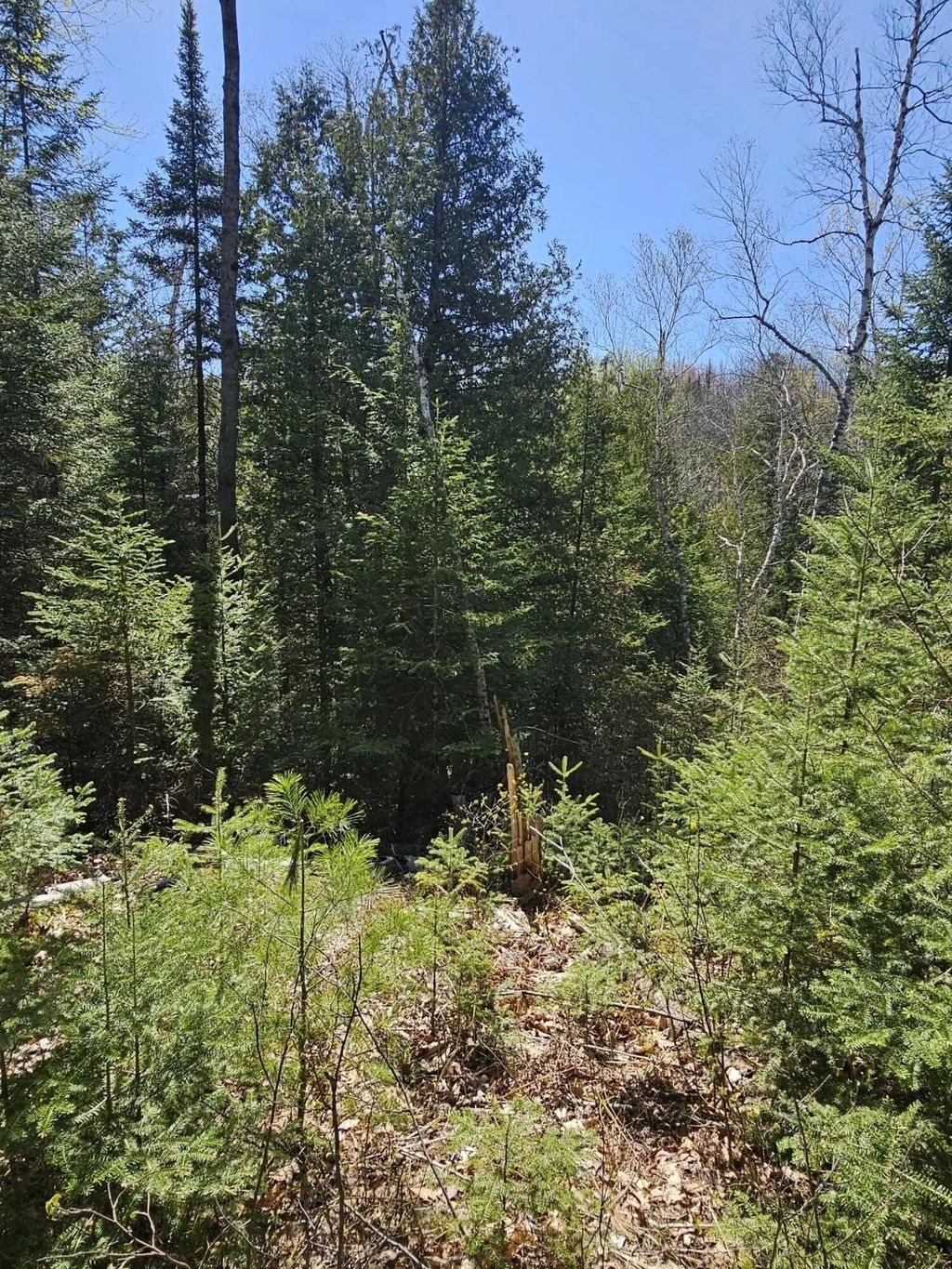 2.95 Ac Squires Drive 2.95 Acres, Mio