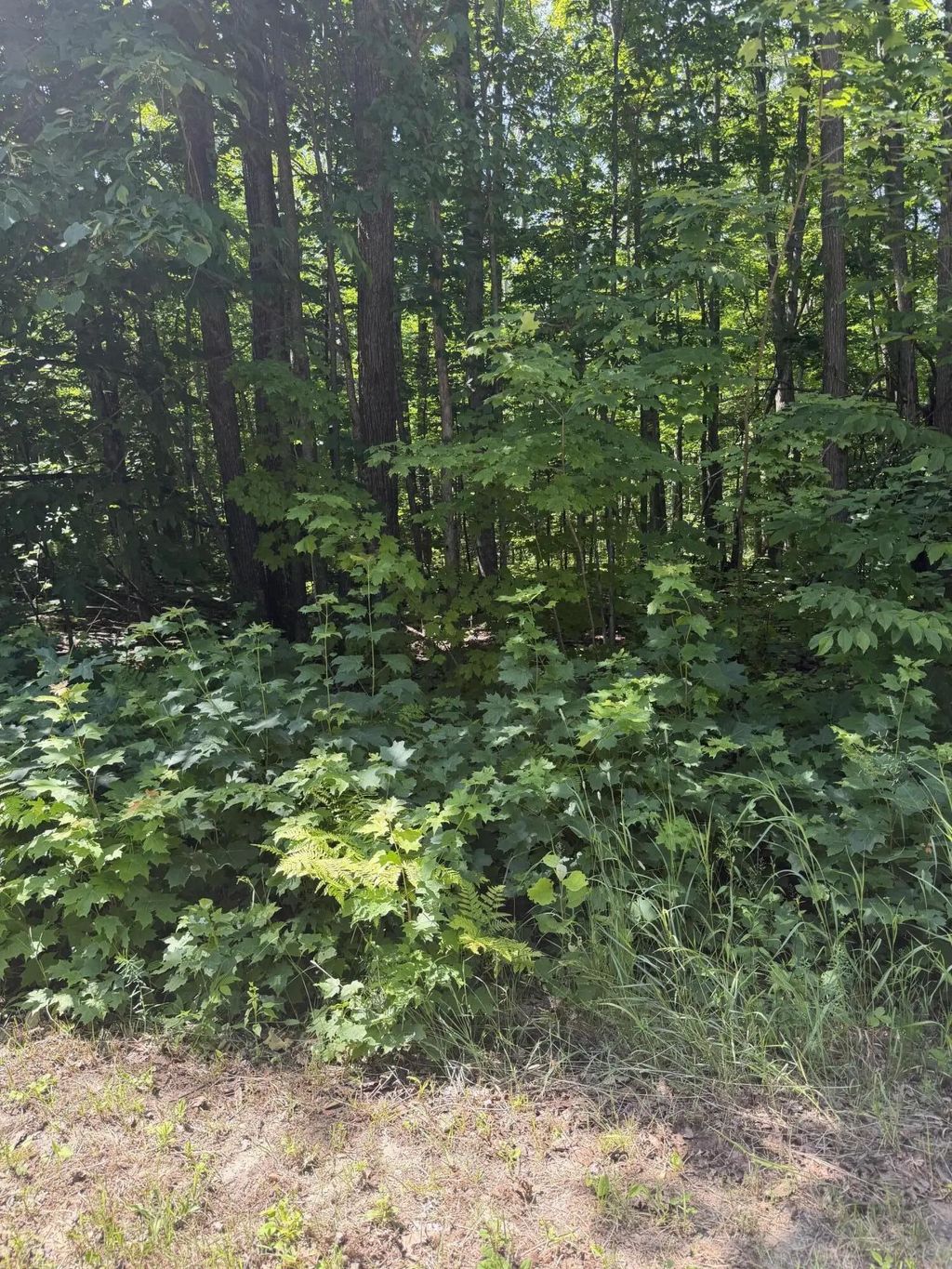 Lot 185 Forest Grove Drive, Mancelona