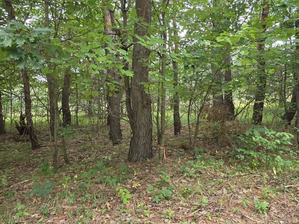 Williams Trail 7.5 Acres, Grayling