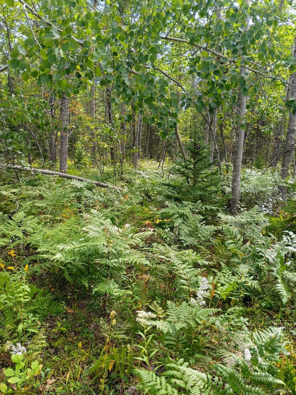 V/l 6.12ac W Long Lake Road, Alpena